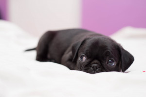 Baby Pugs All Shapes And Sizes