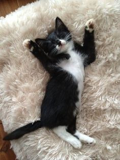 cats memes new mexico tiina tolonen more funny quotes humor quotes ...