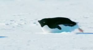 Chubby Penguin Sliding on his Belly