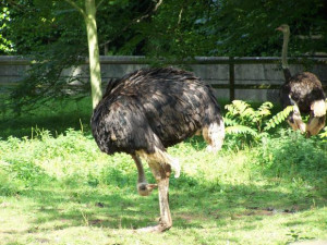 Funny Ostrich; Devon, humor, ostrich, Paignton, zoo