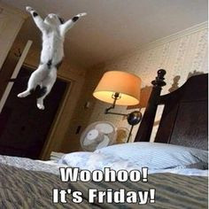 Woohoo It's Friday quotes quote cat friday happy friday tgif days of ...