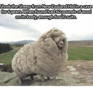 Funny sheep saying pictures