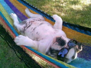 Lazy dog days of summer