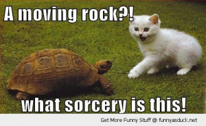 shocked surprised cat lolcat animal moving rock tortoise turtle ...