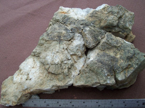 Honeycomb Coral Fossil