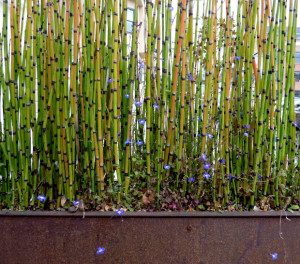 ... bamboo canes grow close together. Bamboo is also a beautiful plant