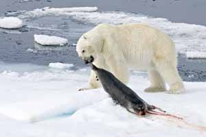 Vídeo) Un oso polar ataca a una mujer en el zoo de Berlín