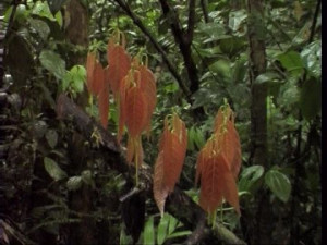 Cloud Forest Costa Rica Tropical Rainforest Orange Color Leaf