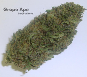 Grape Ape Strain