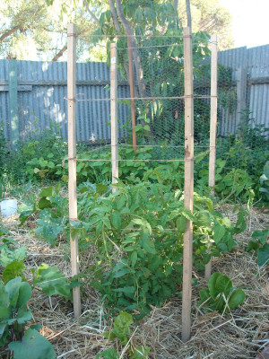 Staking Tomatoes Hot Climate
