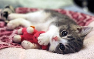 Cuddle buddy. - Show Viral