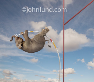 Funny picture of an elephant pole vaulting in front of a large ...