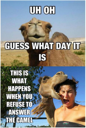 ... wednesday hump day hump day camel wednesday quotes happy wednesday