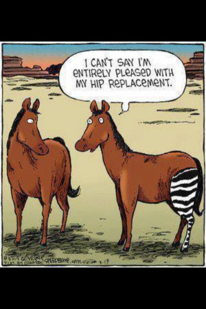 Hip Replacement/Paul Feb 2013. 