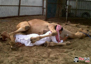 Funny Man And Camel Friendship Picture Which Make Smile And Laugh