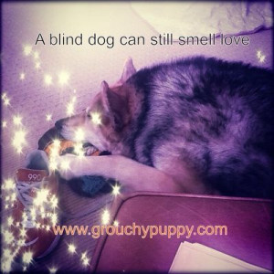 Found on dogdays.grouchypuppy.com