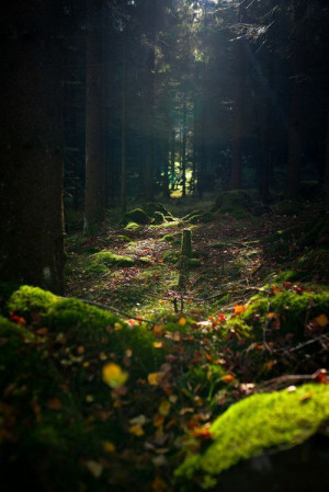 Dark Forest, Gothenburg, Sweden | In the woods