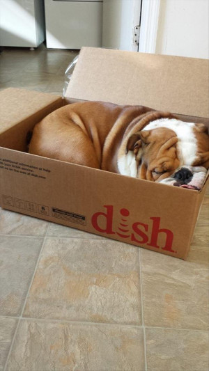 Proof Dogs Can Sleep Pretty Much Anywhere – 37 Pics