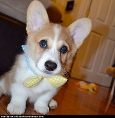 Corgi puppy looking dapper in his bow tie More
