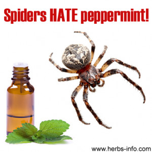 Spiders Hate Peppermint, Essential Oils As Insecticides And Other ...