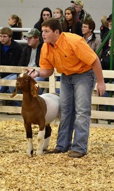 Livestock Show. I judge people who show, and how this goat isn't set ...
