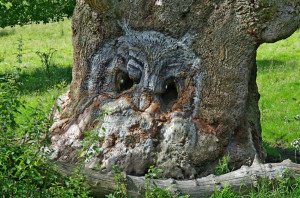assume everyone can see the owl face in the tree.
