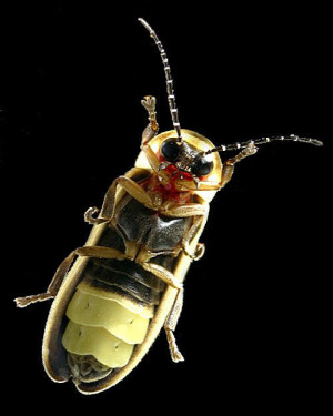 ... firefly bug at night http garywhipple com photographyczu firefly bug