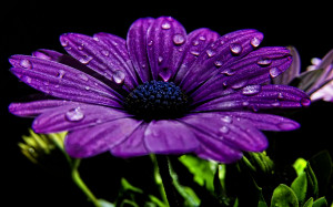 Flower-wallpapers-Beautiful Purple Flower-wallpaper