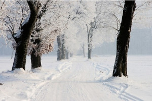 冬天，好美的雪景色图片