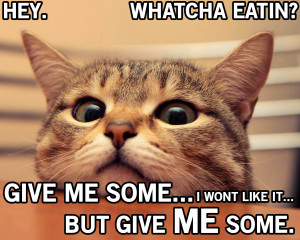 Give Me Some Of That Food Cat Meme