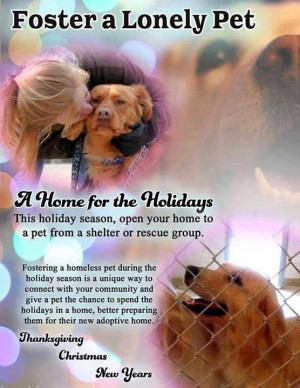 Foster a Rescue or Shelter Dog!