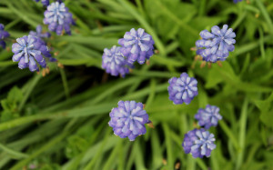 Grape Hyacinth from above background