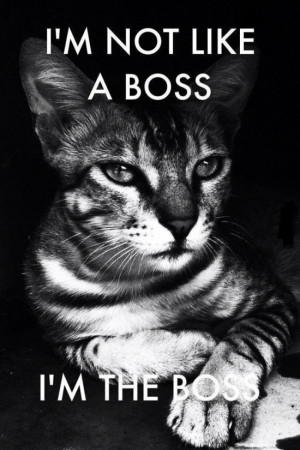11 Funny Cats That Are Totally Acting Like A Boss