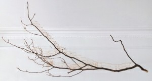 Quote of the Moment: Branching Out