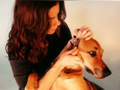 can you do with a puppy to prepare them for being groomed and treated ...