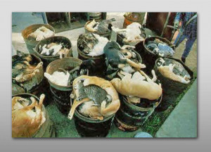 Dead Cats and Dogs at a shelter. Photographer: unknown.