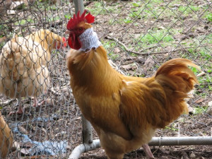 Keeping a Rooster From Crowing method