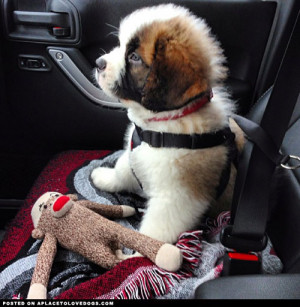 Adorable St. Bernard puppy Bosco all buckled up and ready to go for a ...