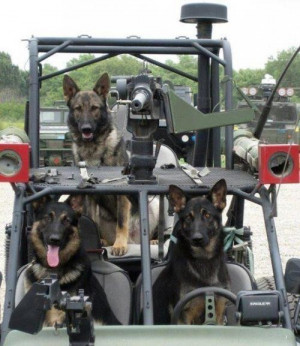 ... working dog mwd M2 Browning dpv Desert Patrol Vehicle Military Working