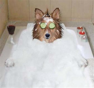 Bubble Bath Dog - Image
