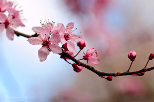 Cherry Blossom 3 by Raylau