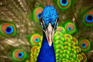 colorful birds beautiful colorful birds beautiful colorful birds ...