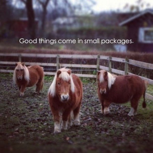 ... Quotes, Minis Hors, Small Packaging, Horses Quotes, Equestrian, Animal