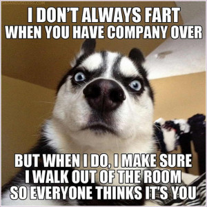 Dog Cat Trust Sayings Funny Quotes Funny Face Cartoon Pictures 14 ...