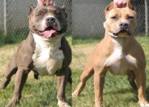 Thread: We Just Had A Litter Of Pitbull Puppies