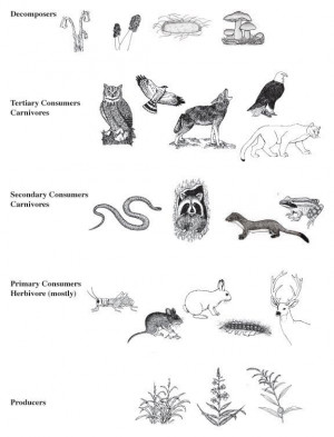 Related Pictures food chain pyramid for kids pictures