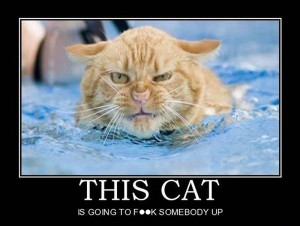 Cat-humor-funny-angry-cat-1.jpg