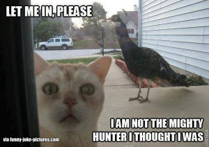 Funny Cat Peacock Joke Picture - Let me in, please. I am not the ...