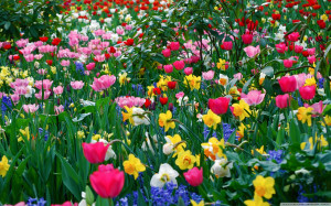 Daffodils, Tulips, Spring Flowers