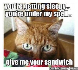 Funny Felines icanhazcheeseburger.com